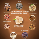 Mushroom Coffee Factory - OEM Private Label Organic 14in1 Instant Arabica Lion's Mane Powder