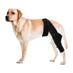 Dog Knee Brace Manufacturer - Hot Selling Adjustable Neoprene Pain Relief Dog Knee Leg Brace with 2 Support Bars