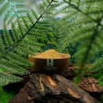 Cordyceps Extract Powder Manufacturer - OEM/ODM High Quality Cordyceps CS-4 Militaris Sinensis Supplement