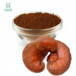 Ganoderma Lucidum Extract Powder Manufacturer - OEM/ODM Wholesale Bulk Pure Organic Reishi Mushroom Supplement