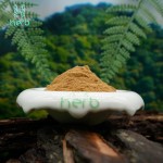 Ginkgo Biloba Leaf Extract Powder Manufacturer - OEM/ODM 24% Flavonoids 6% Lactones Supplement