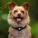 Pet Collar Supplier - Popular Suitable for Protective Cover Positioning Anti-Lost Waterproof Charging