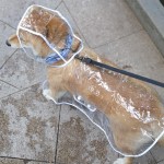 Pet Raincoat Manufacturer - Transparent EVA Waterproof Poncho