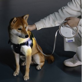 Pet Leash with Light Supplier - LED Flashlight Poop Bag Dispenser