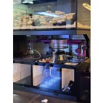 鱼缸厂家-定制开放式珊瑚礁海水缸