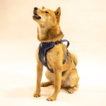 Poop Bags Factory - Christmas Degradable Garbage Bags