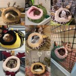 猫牙棒生产厂家 - 草制磨牙零食棒