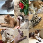 Dog Ball Supplier - Luminous Football Soccer Ball with Straps Interactive