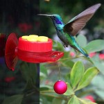 Smart Feeder Supplier - Wireless APP Control Bird Feeder with Camera