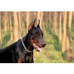 Dog Leash Factory - Anti Lost Safety Glowing Waterproof LED Collar