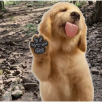 Dog Paw Protector Manufacturer - Anti-Slip Heat-Resistant Waterproof Foot Sticker