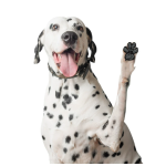 Dog Paw Protector Manufacturer - Anti-Slip Heat-Resistant Waterproof Foot Sticker