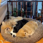 Pet Bed Supplier - Hot Selling Modern Plush Solid Pattern Winter Warmth