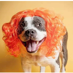 Pet Wig Supplier - Realistic Simulated Hair Costume Adjustable Fit Colorful