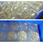 手工皂厂家-永恒莱诺高品质代工美容护理