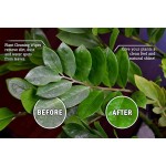 Plant Cleaning Wipes Factory - Custom Good Quality Toallitas Humedas Wipes Used for Plant Only Remove Dust