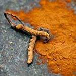 Pure Cordyceps Sinensis Mycelium Capsules Factory Direct - OEM Herbal Formula Daily Health Supplement