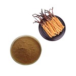 Pure Cordyceps Sinensis Mycelium Capsules Factory Direct - OEM Herbal Formula Daily Health Supplement