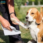Bamboo Wipes Manufacturer - 100 Eco Organic Bamboo Wipes Puppies Biodegradable Multipurpose Grooming Cleaning Lint Free
