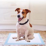 幼犬尿垫供应商-防漏一次性训练