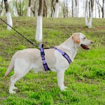 Dog Harness Manufacturer - Reflective Stripe Breathable
