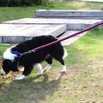 Dog Collar Set Supplier - Eight-strand Nylon Durable