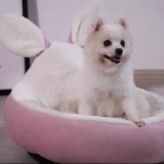 Pet Bed Manufacturer - Cute Design with Ear