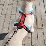 Dog Harness Manufacturer - Reflective Stripe Breathable