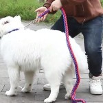 Dog Collar Set Supplier - Eight-strand Nylon Durable