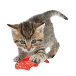 Cat Cuddly Toy Supplier - Plush Fish Design Catnip