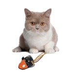 猫玩具供应商-鱼鼠设计万圣节