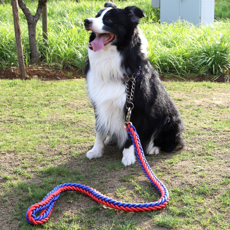 Dog Collar Set Supplier - Eight-strand Nylon Durable