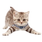 Cat Accessories Supplier - Collar Multi-Pattern Cheap