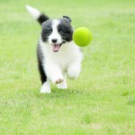 Dog Tennis Ball Manufacturer - Rubber Custom Logo