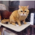 猫窗边吊床厂家-舒适窗边栖息垫定制