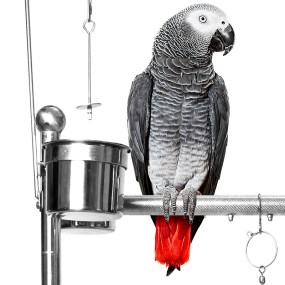 Bird Stands Factory - Stainless Steel Rest