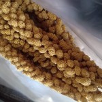 小米谷物厂家-家禽饲料鸟用