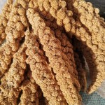 小米谷物厂家-家禽饲料鸟用