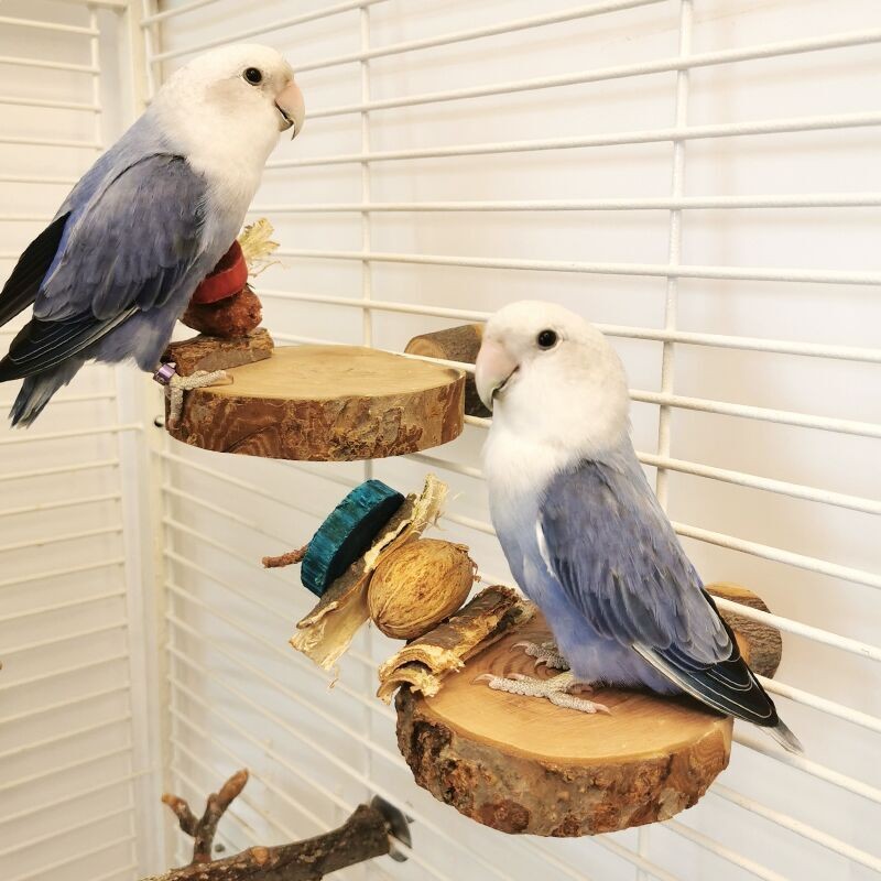 Round Perch Platforms Supplier - Wooden Parrot Stand