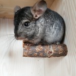 木质跳柱厂家-环保咬胶玩具