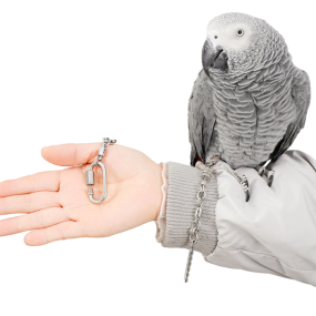 鹦鹉脚链供应商-不锈钢中号