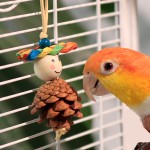 木质咬胶玩具供应商-彩色松玉米
