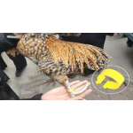 家禽腿环供应商-塑料彩色编号