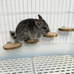 Wood Ladders Manufacturer - Totoro Apple Wood