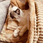 猫床厂家-半封闭拖鞋可拆洗