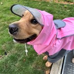 狗雨衣厂家-防水连帽大型