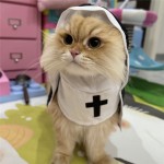 宠物服装生产商-卡通拍照道具