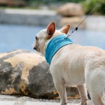 宠物头巾供应商-夏季斗牛犬毛巾包裹印花