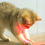 猫激光项圈生产商-智能逗趣自娱