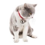 猫铃铛项圈供应商-防过敏室内宠物